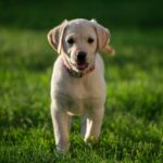Hundeleinen – Kontrolle und Schutz - Dein Tiershop