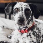 Hundegeschirr – die bessere Alternative? Dein Tiershop