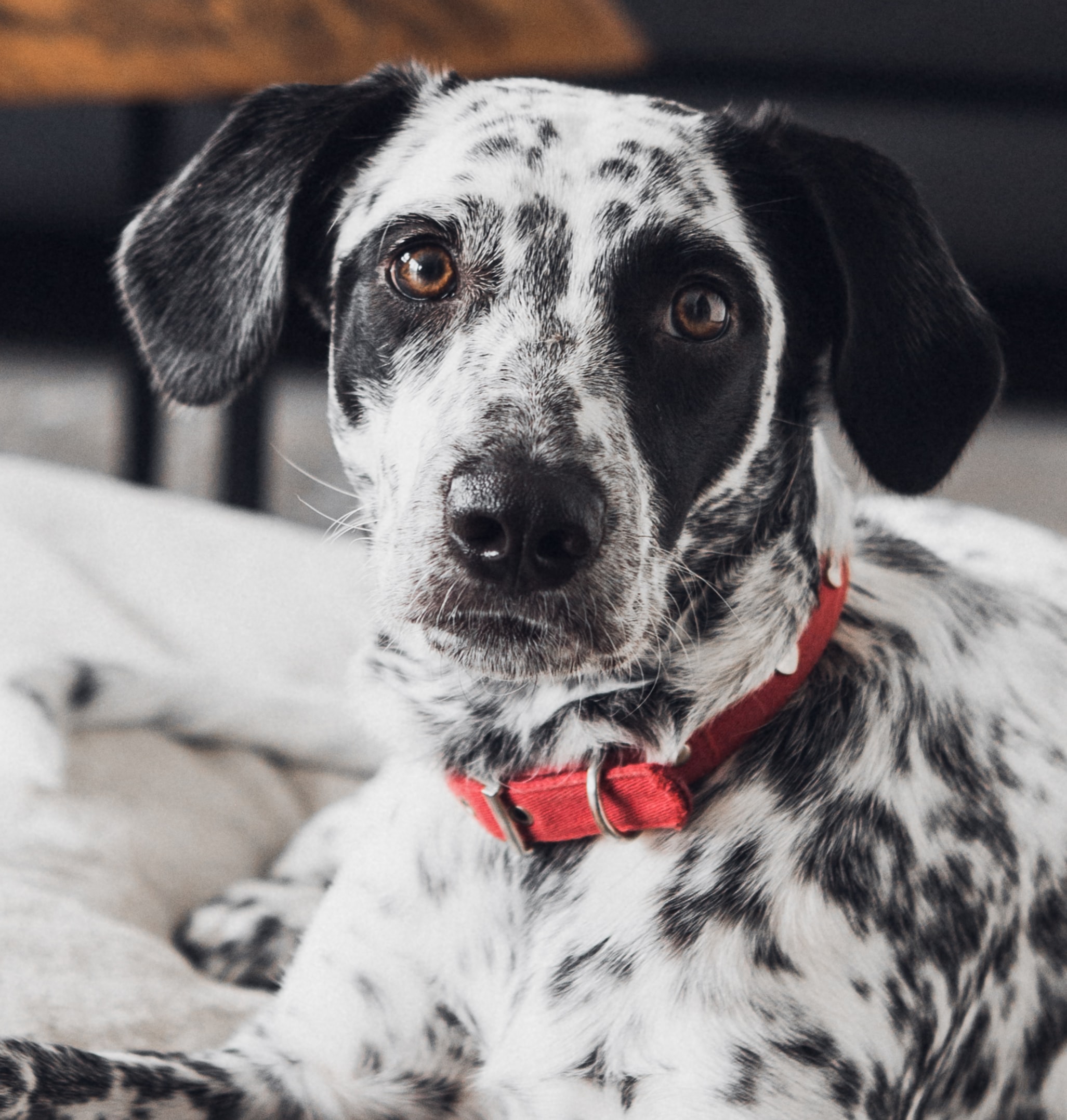 Hundegeschirr – die bessere Alternative? Dein Tiershop